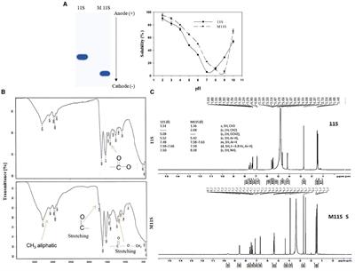 Controlling bacterial biofilm formation by native and methylated lupine 11S globulins